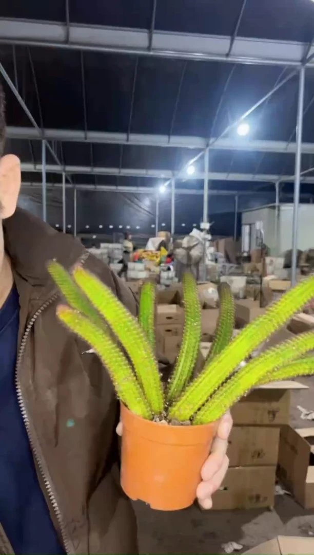 【闪购商品】多头垂钓金妞