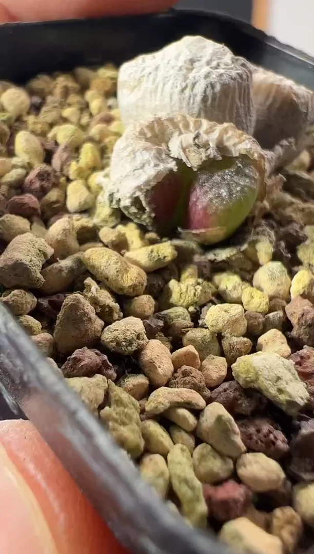 一物一拍          158