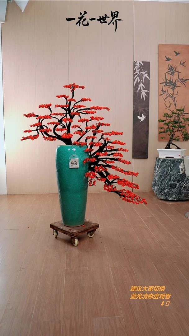 完全开放玉****头冬青