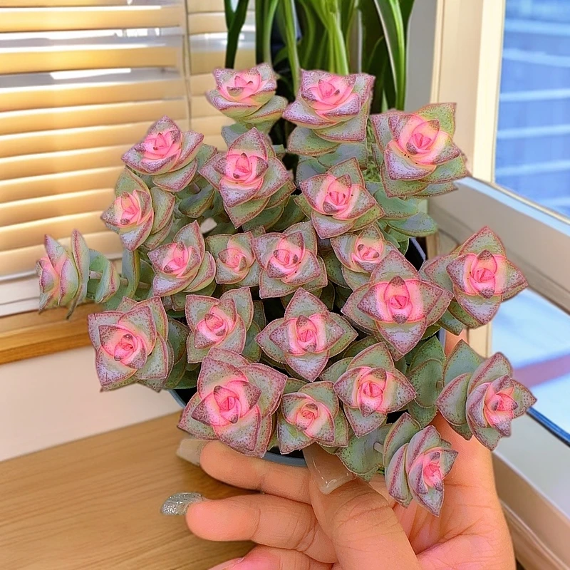 【彩虹钱多多】肉植物办公室阳台室内新手好养盆栽绿植 带盆发货