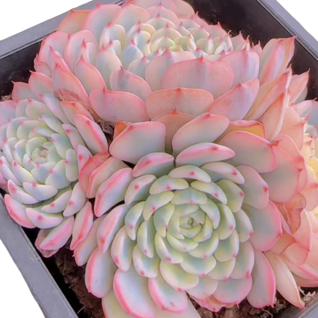 群生姬莲锦(多肉植物)满19.9包邮 云南基地源头直发新手好养