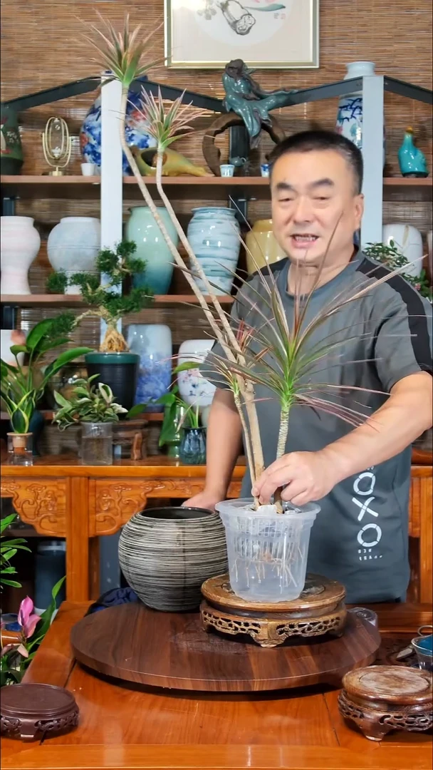 无花朵成****姐水之韵水培千年木