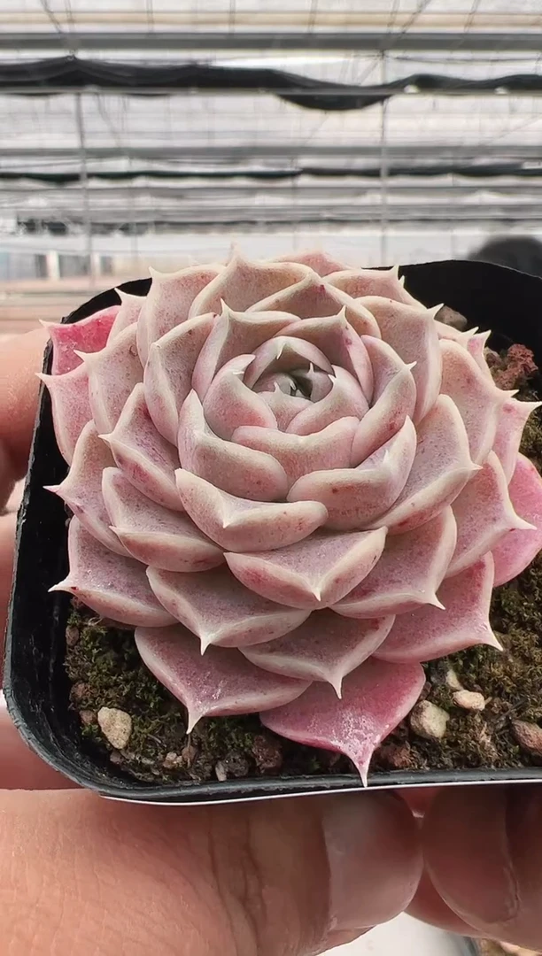 【闪购商品】福利多肉-57