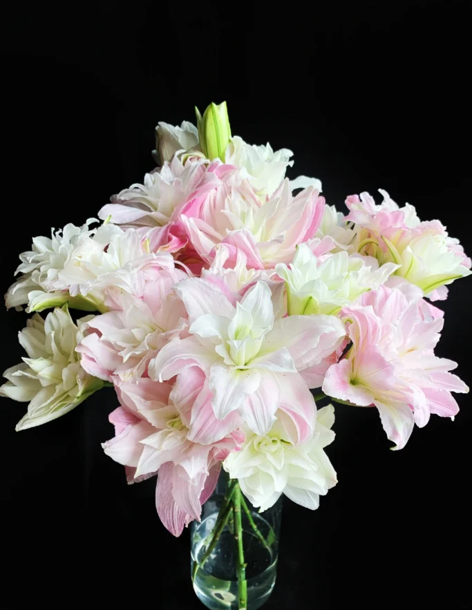 【全场任意两单包邮】莲花春天重瓣百合 2头5枝 （1个头不赔付)
