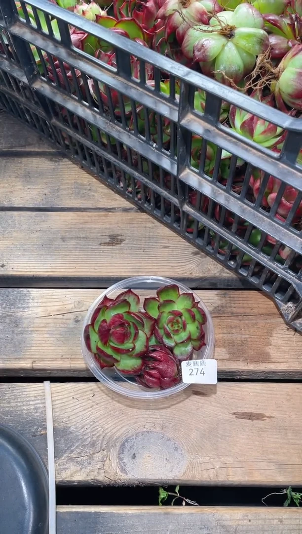 274惊鸿仙子     3颗量拍