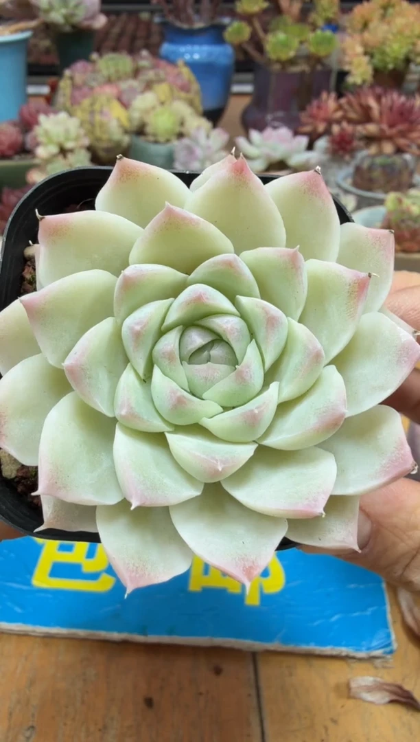 东云多肉园二店-525