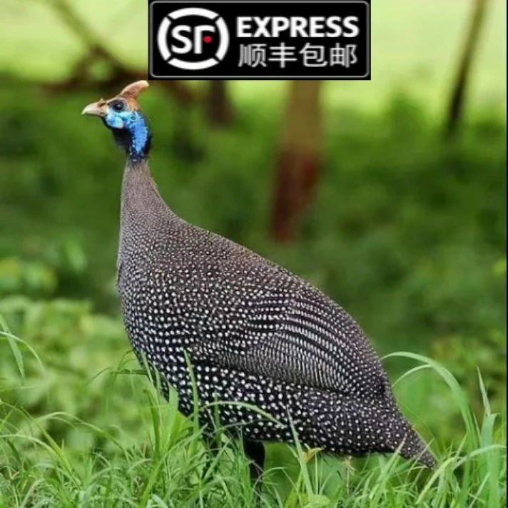 正宗珍珠鸡独角鸡活鸡批发顺丰包邮宠物鸡