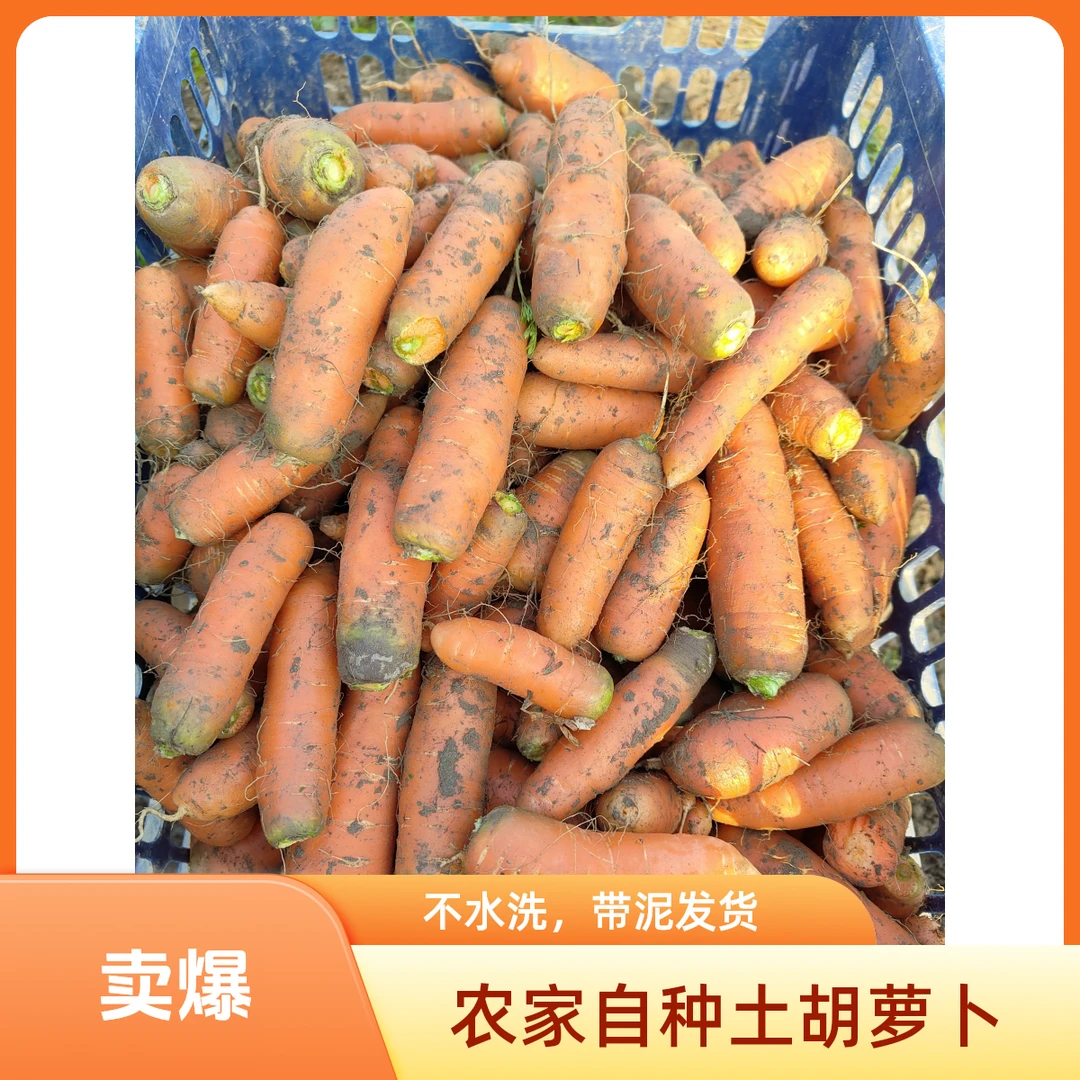 湖北洪湖本地胡萝卜新鲜蔬菜时令蔬果3斤5斤包邮农家菜