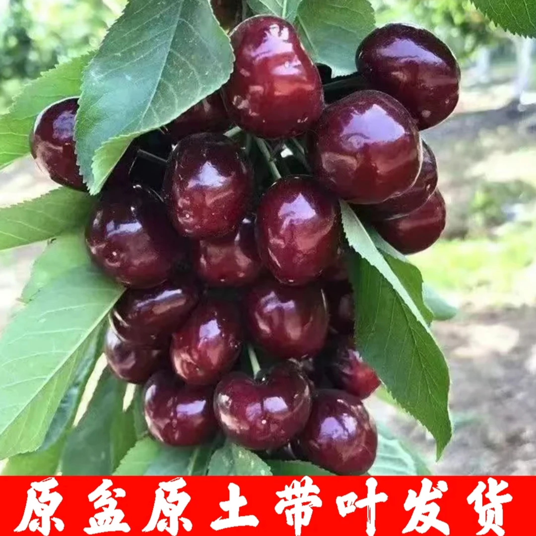 车厘子大樱桃树苗原盆原土发货带叶发货  一物一拍