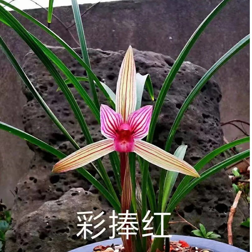 春兰【彩捧红】花期12-3月份
