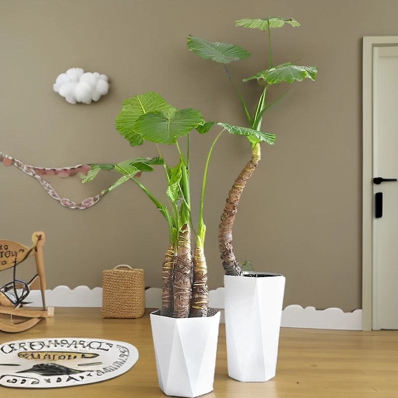 桌面小绿植大叶室内可放置办公室的盆栽千手观音水培滴水观音