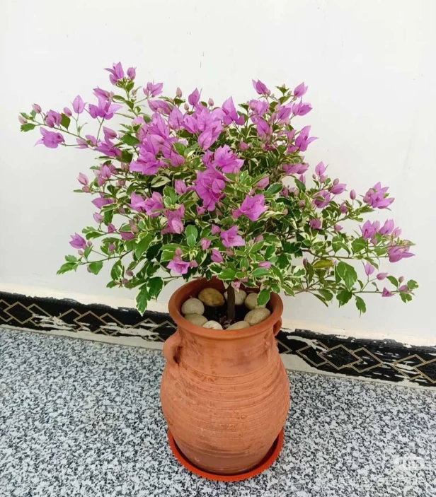 银边水仙紫(三角梅)原生大苗四季开花老桩爬藤植物