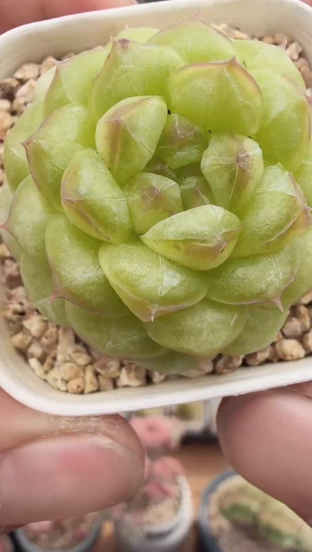 东云多肉园新款-185