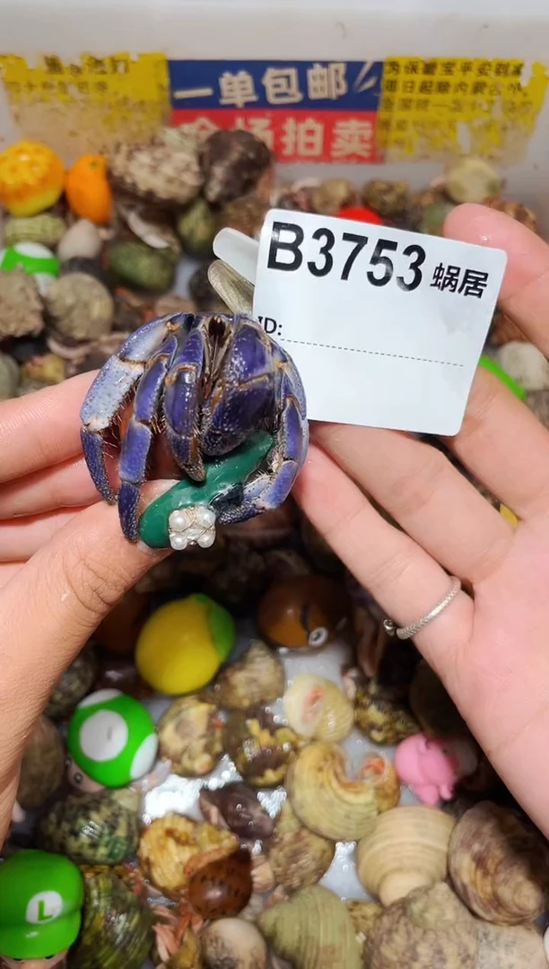 陌派甄选寄居蟹3753