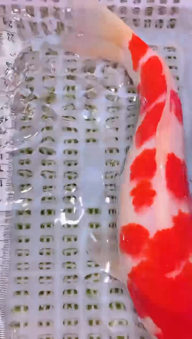 锦鲤冷水观赏鱼全场包邮146