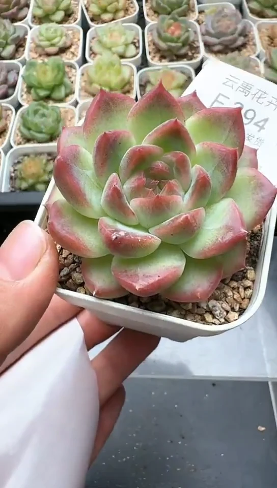 294F云禹多肉植物 默认脱土纸巾打包 3颗包邮