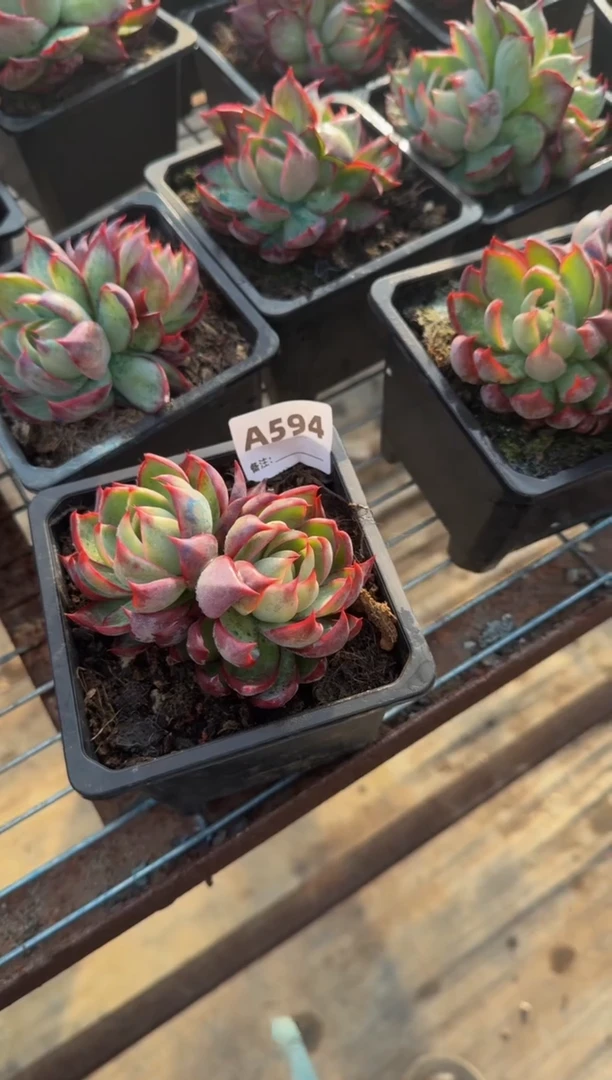 【闪购商品】A594惊鸿仙子（裸根发货）（不包整）