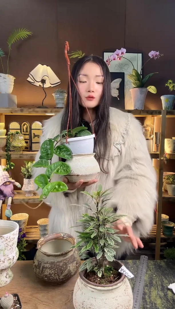 以实际为准燕*金边孔雀木加盆一套466