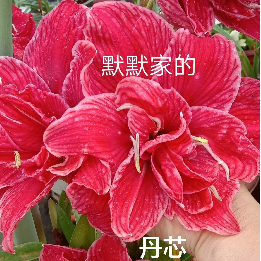 《丹芯》国内精品杂交朱顶红，巨花，花色雍容大气比较像牡丹，爱生侧，