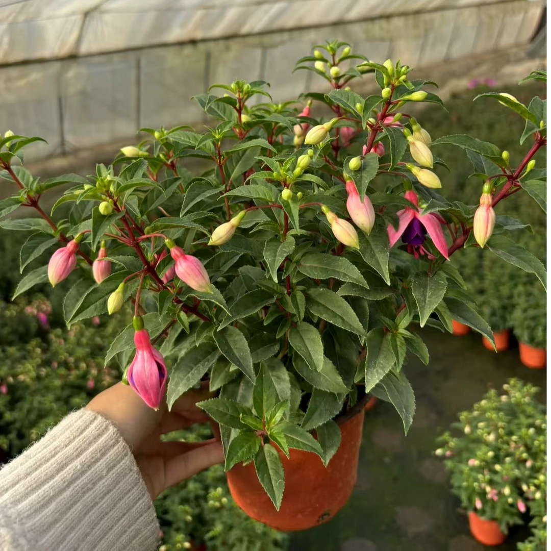 【花之屿】红粉佳人~倒挂金钟室内观赏花带花苞发货