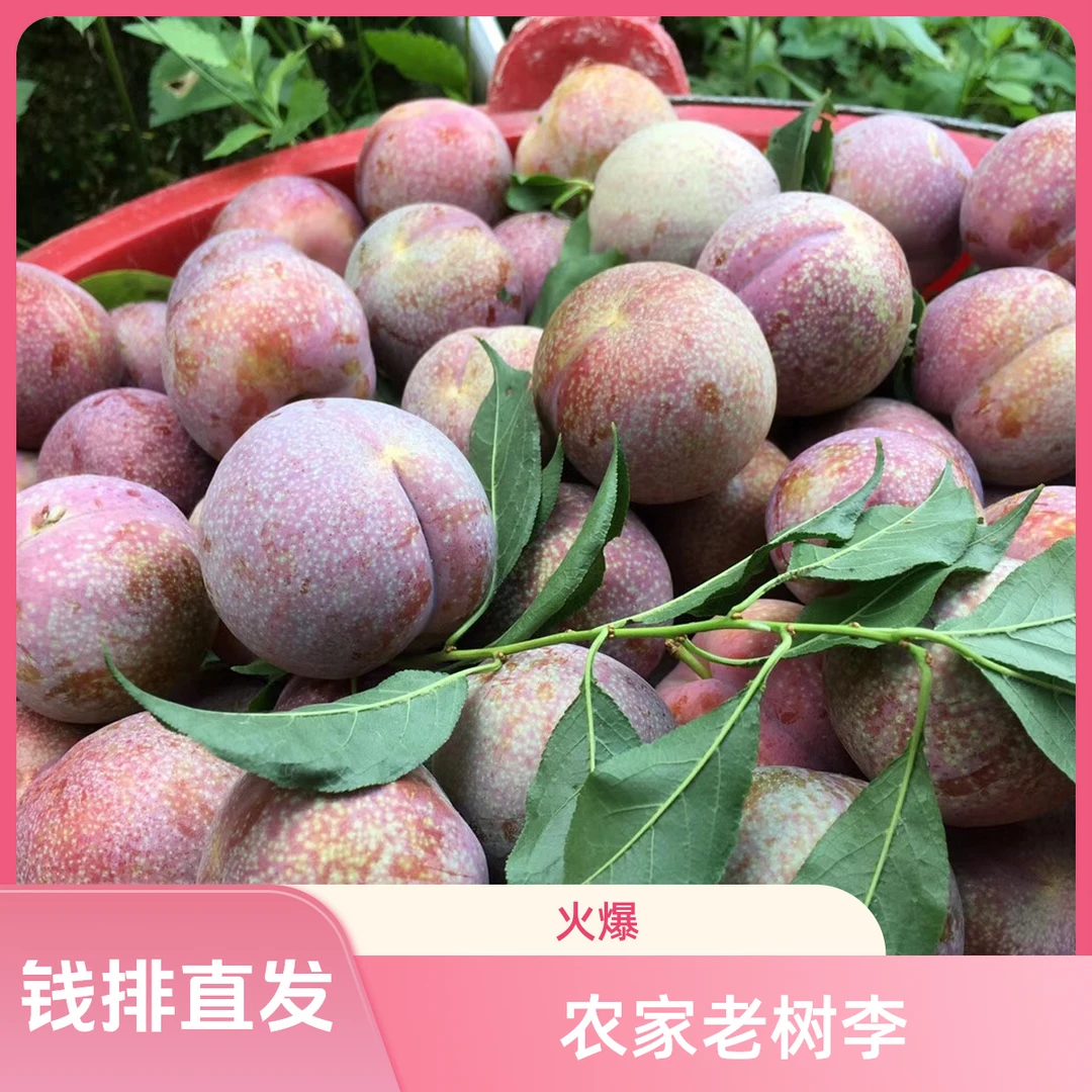 广东茂名钱排银妃三华李中大果包邮爽脆酸甜新鲜现摘