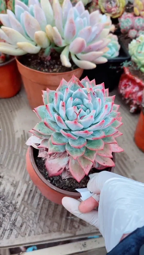 11098多肉植物一物已拍