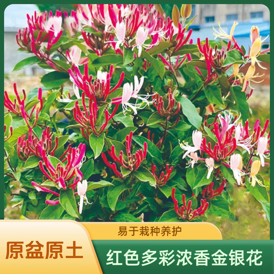 红色多彩金银花盆栽庭院花卉耐寒耐高温四季浓香带盆带土