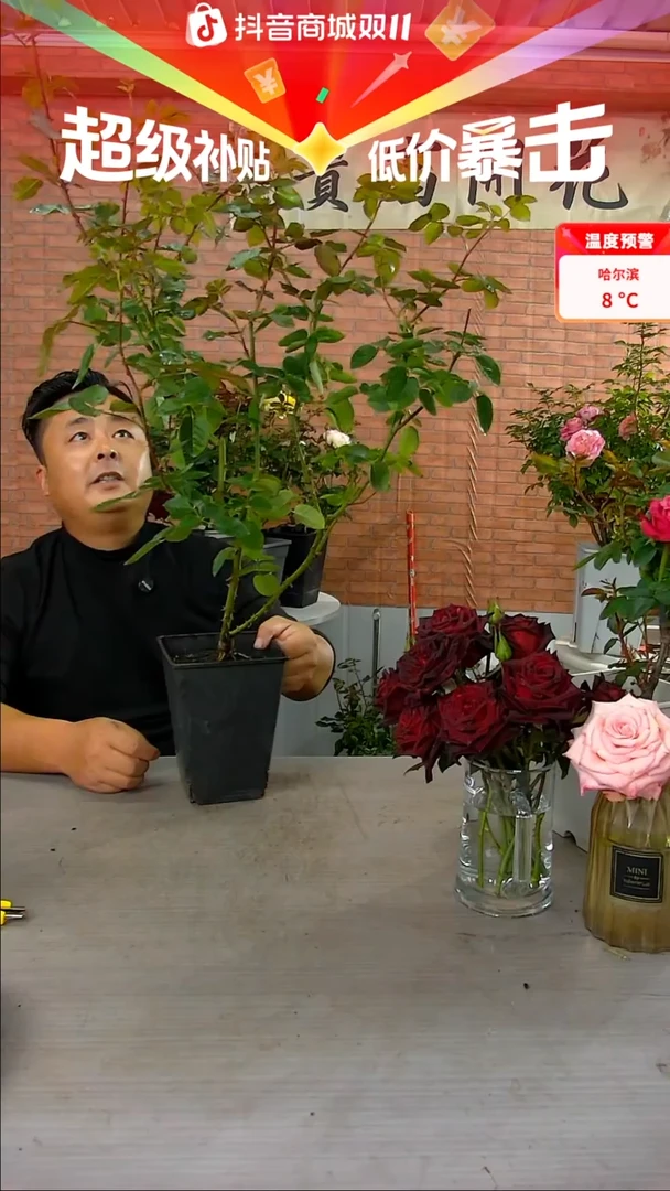 当前无花朵，栽培后可花朵伊芙伯爵