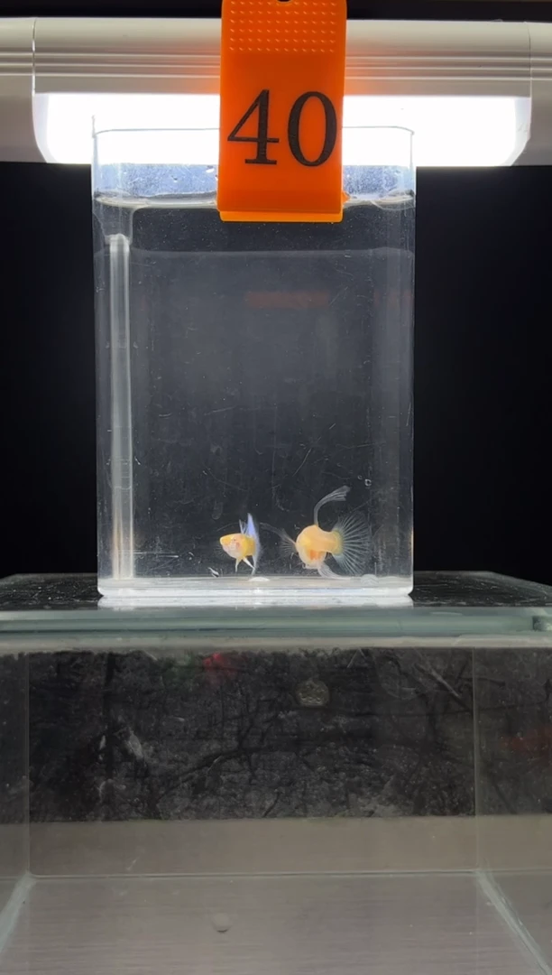 孔雀鱼蓝白锈球编号40