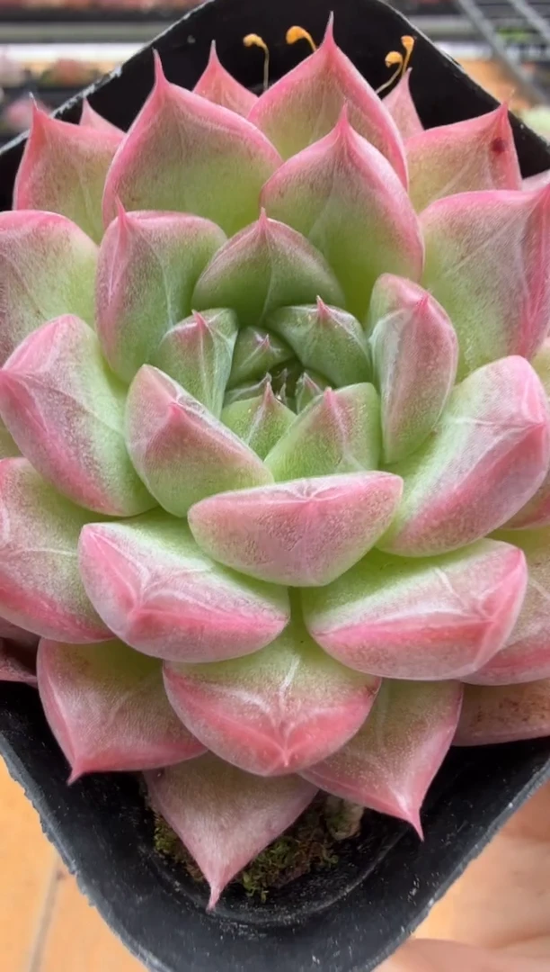 东云多肉园二店-66