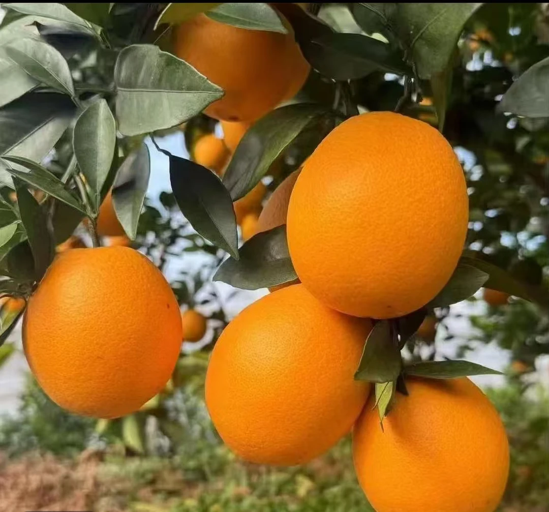 精选正宗农家脐橙新鲜采摘