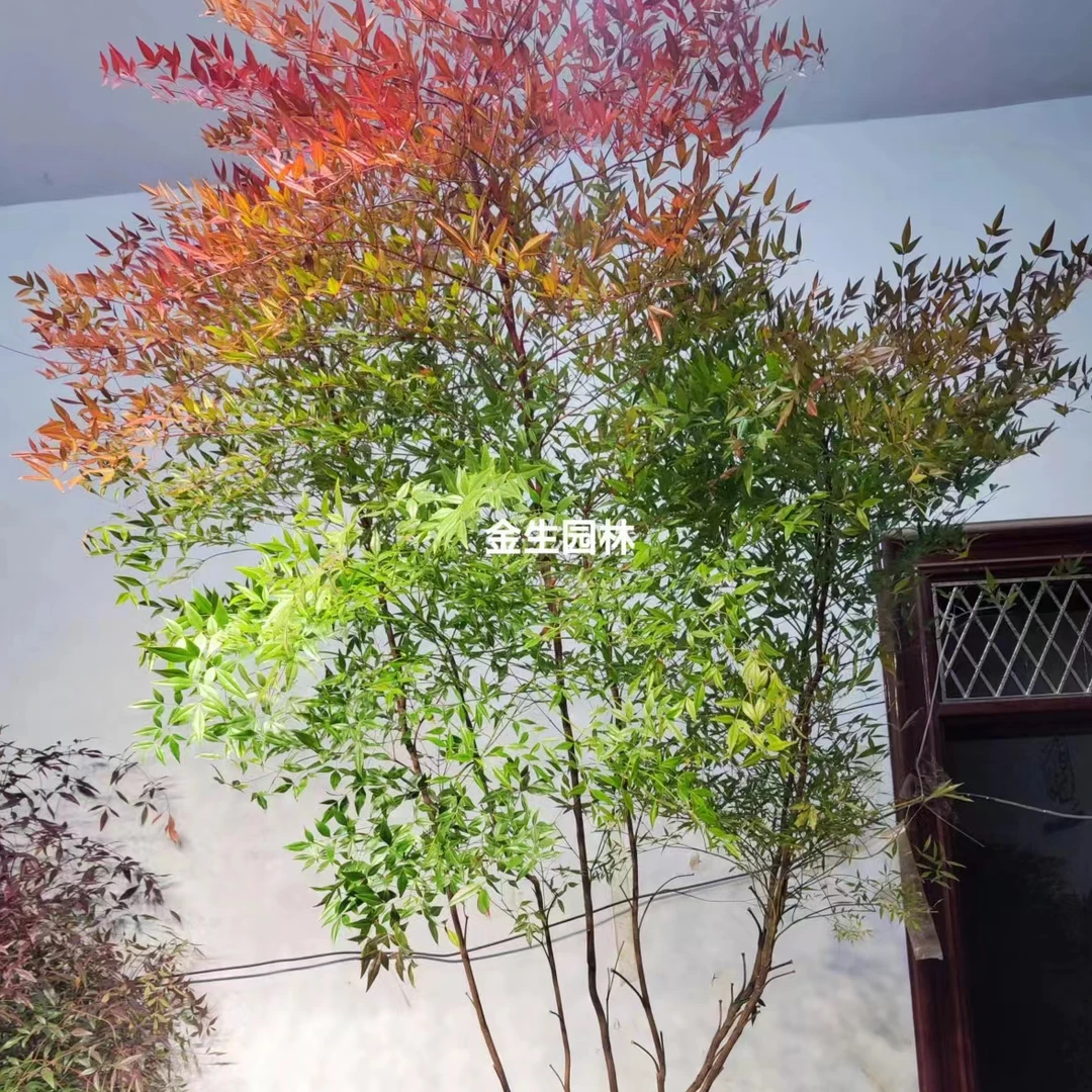 定制树形，不退不换 落叶掉叶是南天竹移栽习性