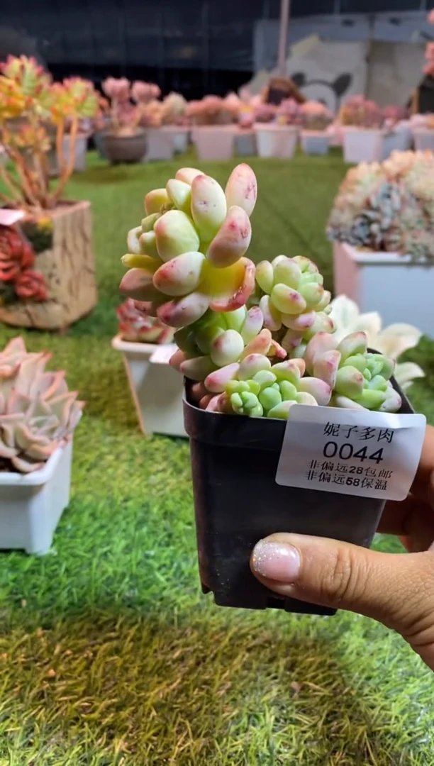 【闪购商品】0044a