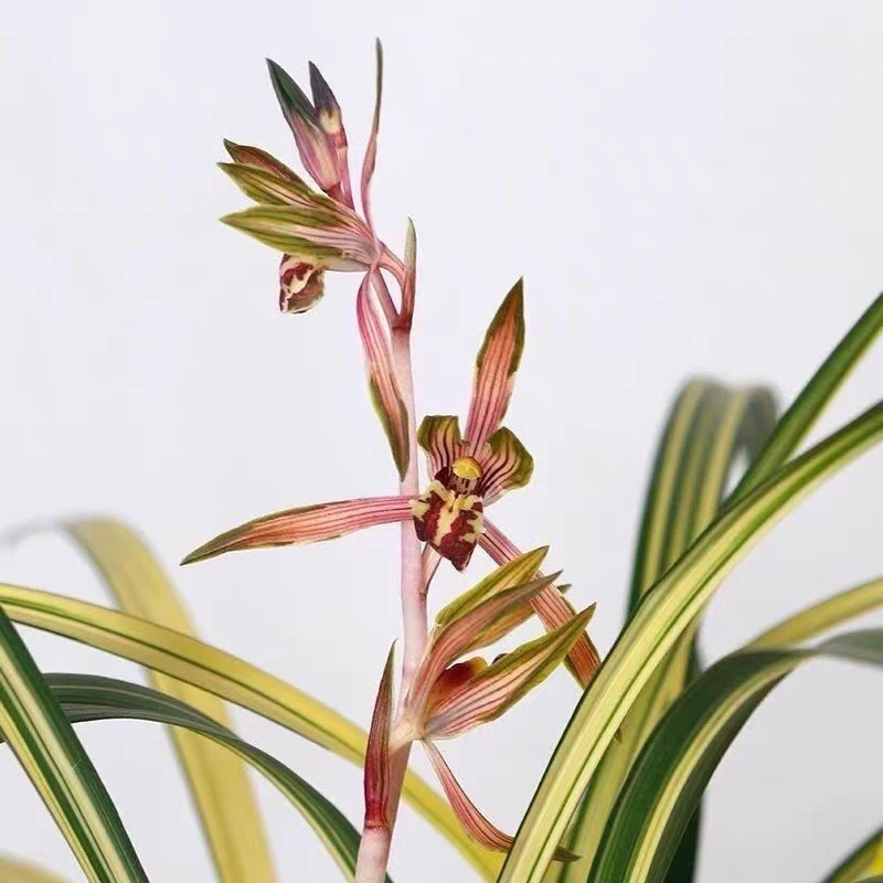 墨兰-兰阳之松 兰花 精品国兰 叶带中透艺 南阳之松