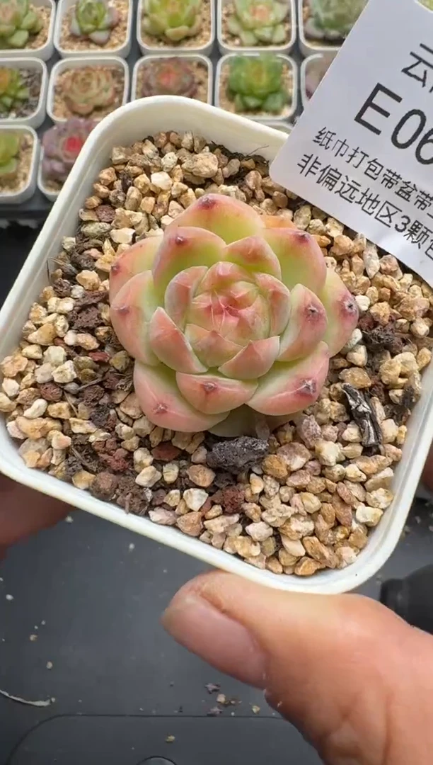 697E云禹多肉植物 带盆土纸巾打包 3颗包邮