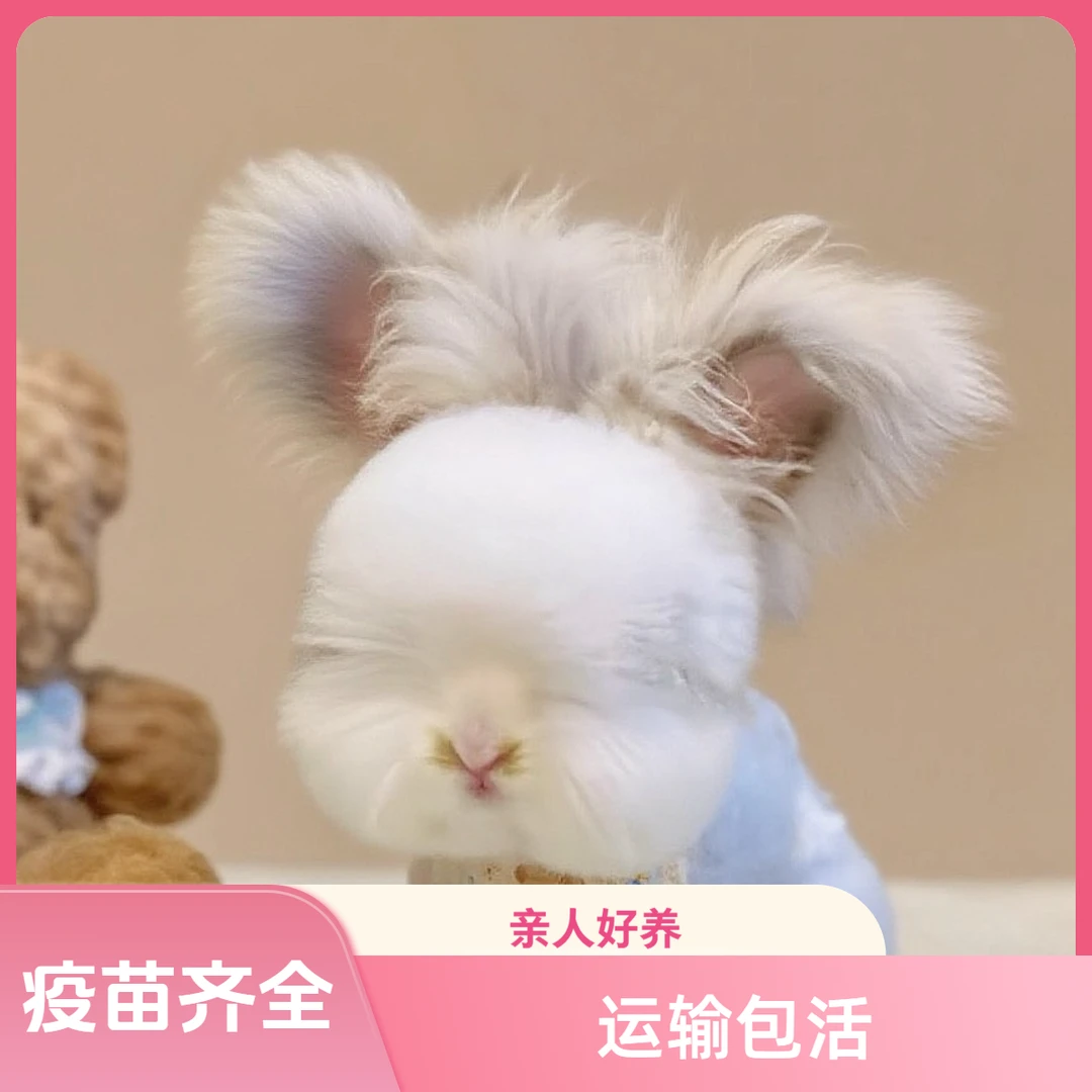 纯种双血统安哥拉兔活兔熊脸爆毛好养可做造型长毛学校宠物兔