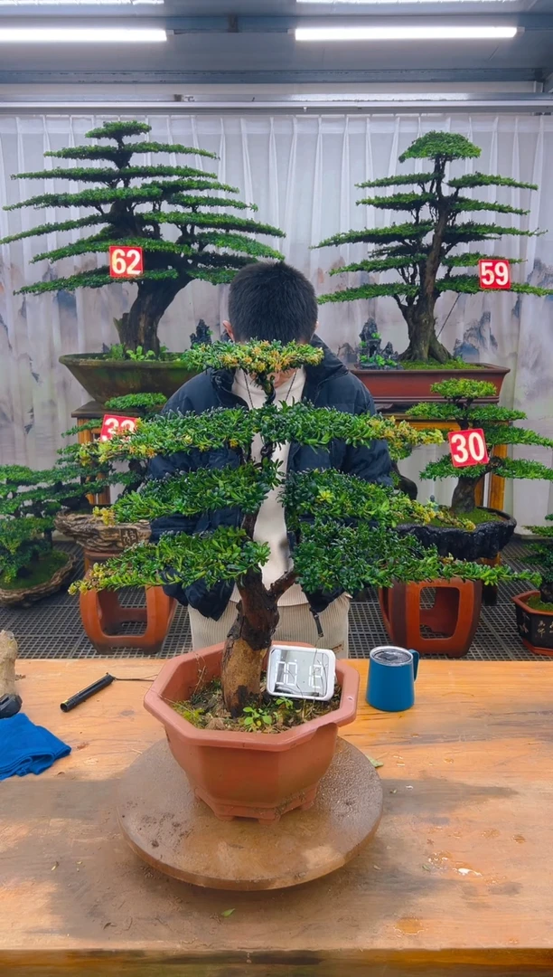 无花朵精品盆景直播间一物一拍