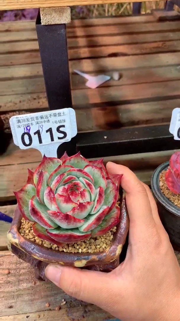 011S惊鸿（一物一拍实付满28发货，默认不带盆土）
