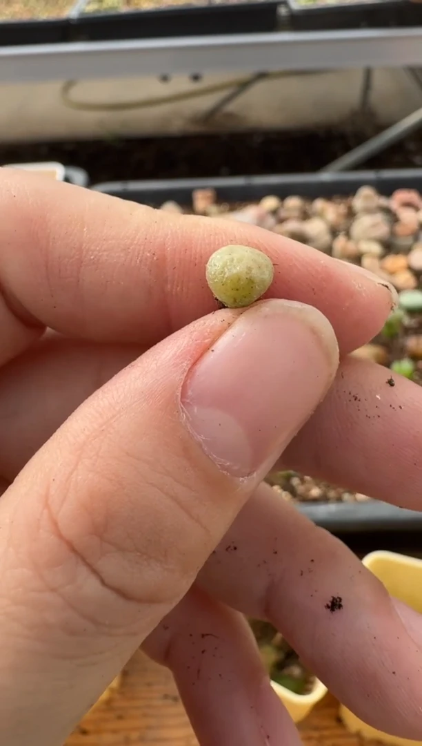 【闪购商品】7-156