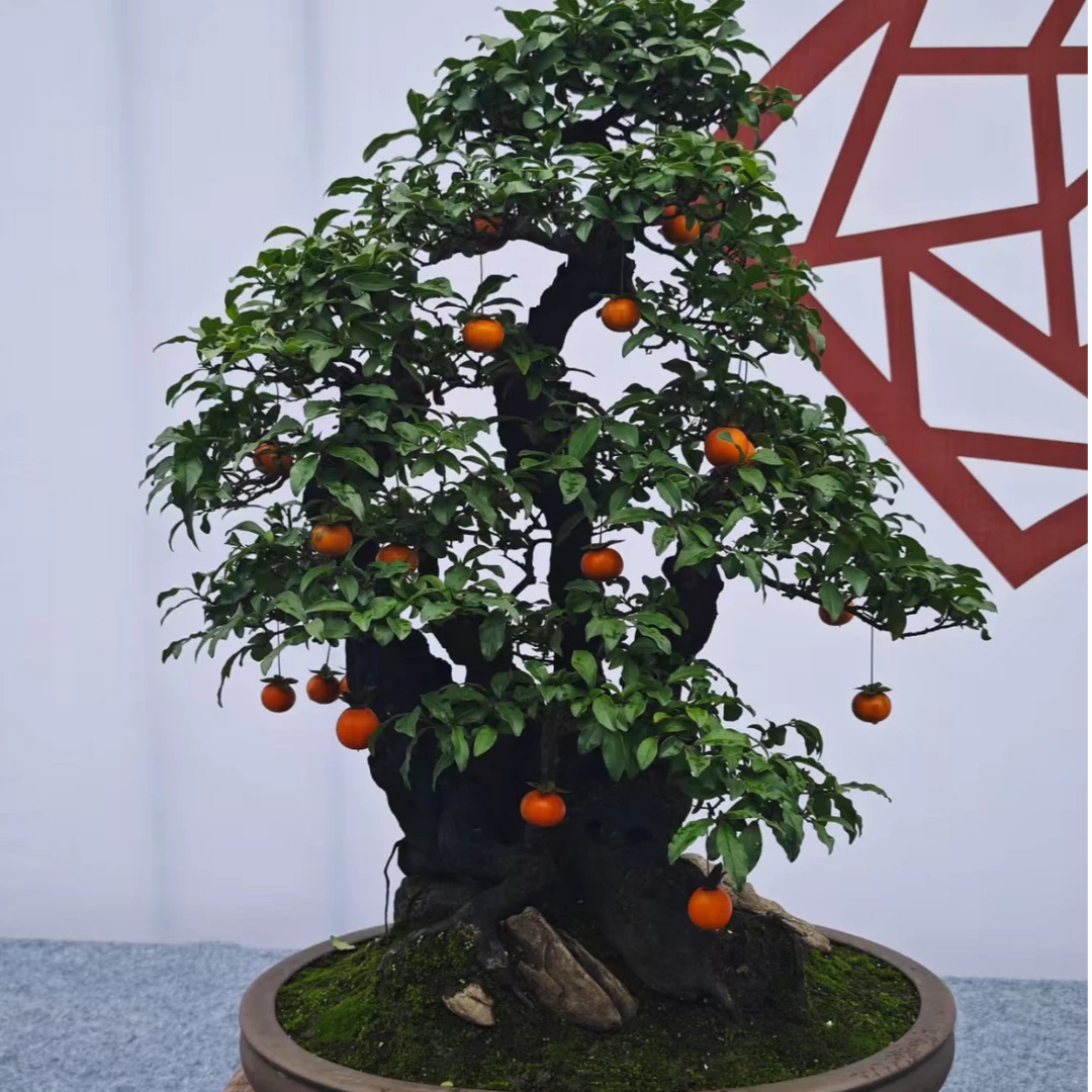 金弹子盆景素材二号