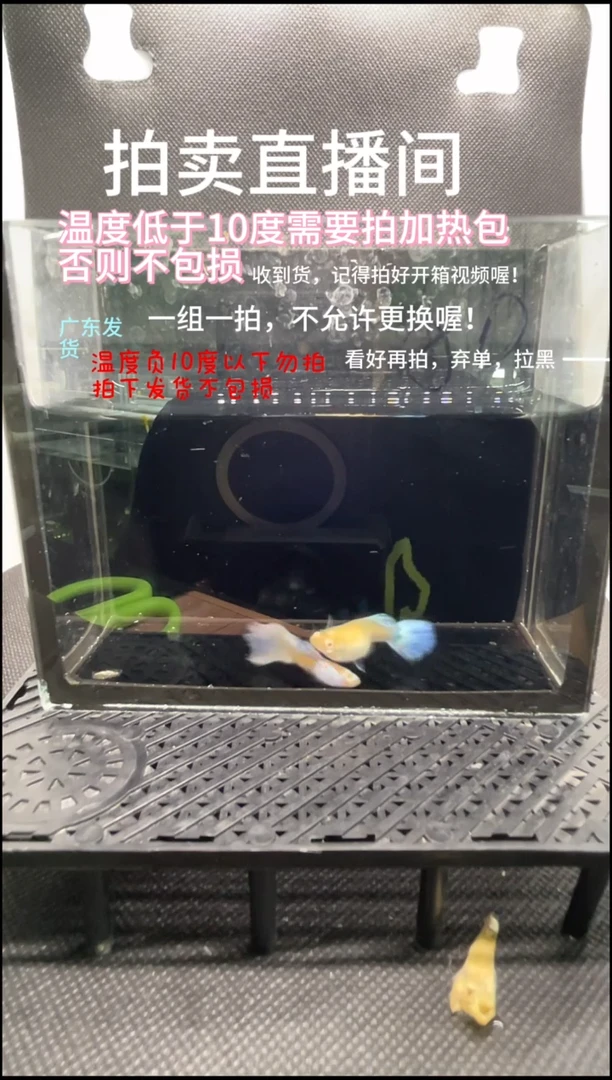 孔雀鱼艾尔银白子短体 两条     编号  80