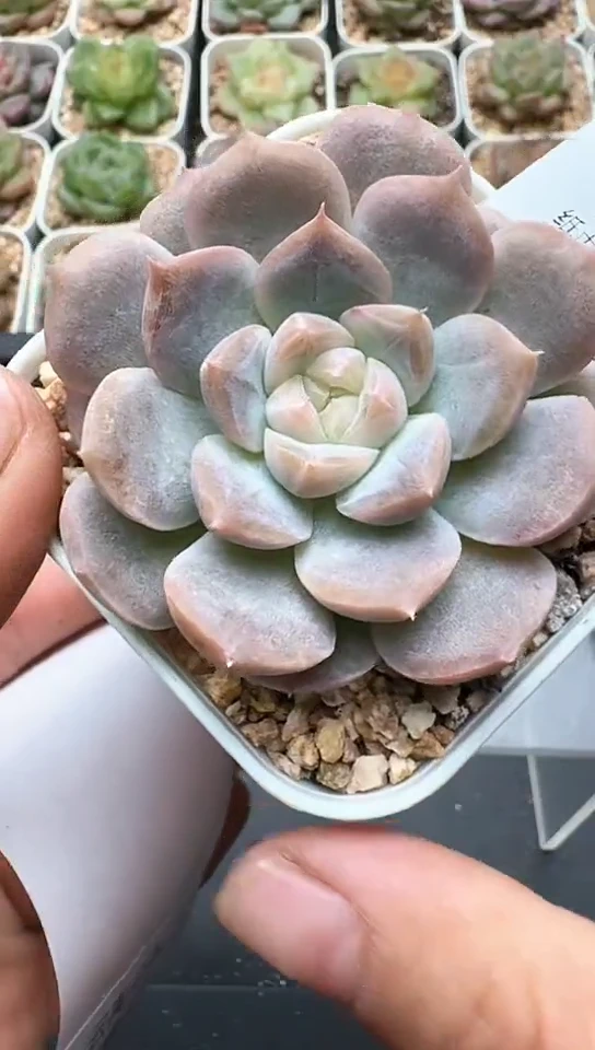 611F云禹多肉植物 默认脱土纸巾打包 3颗包邮