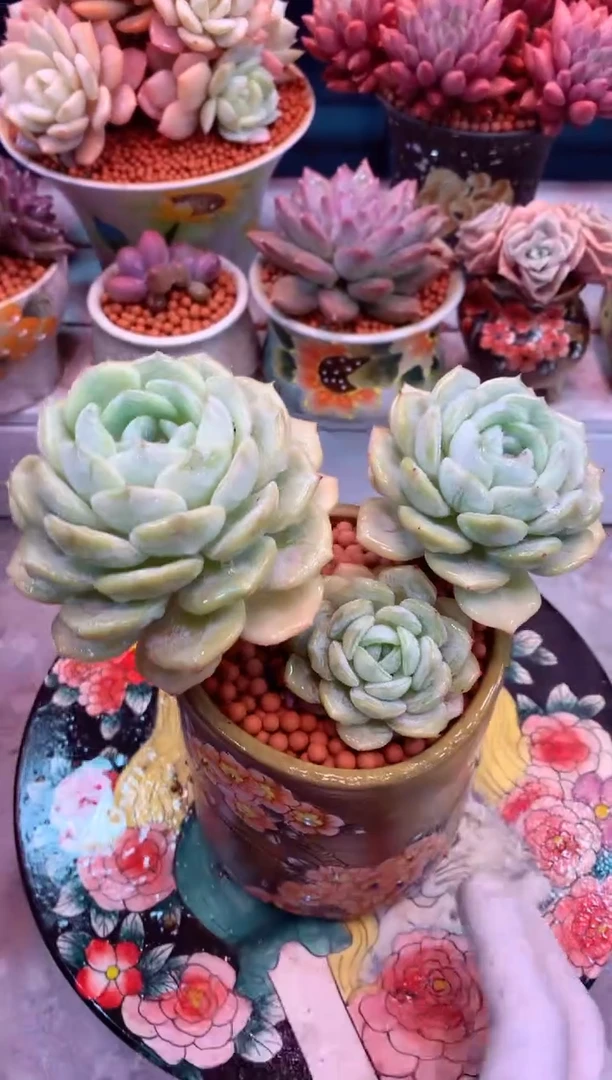 劳林243K（一物一拍，精品多肉，所见即所得 ）