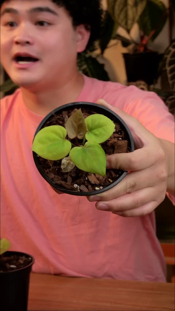 不开花植物黄金KOS（HU家）