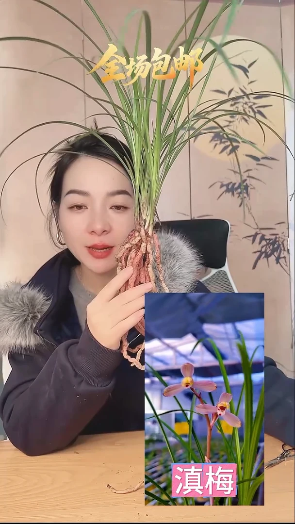 当前无花栽培后可以开花：滇梅