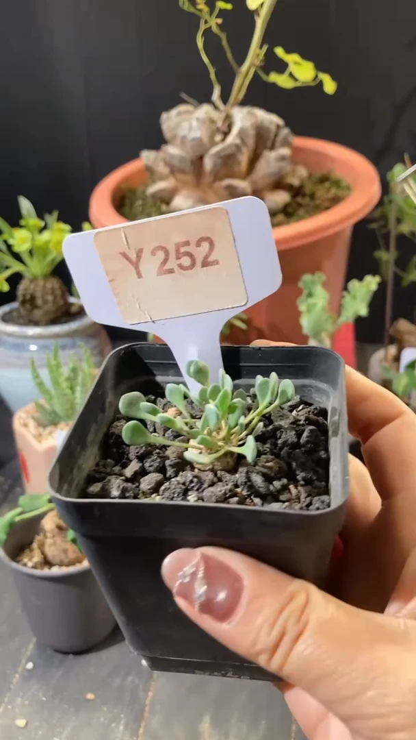 【闪购商品】熔岩格加厚敦菊 Y252