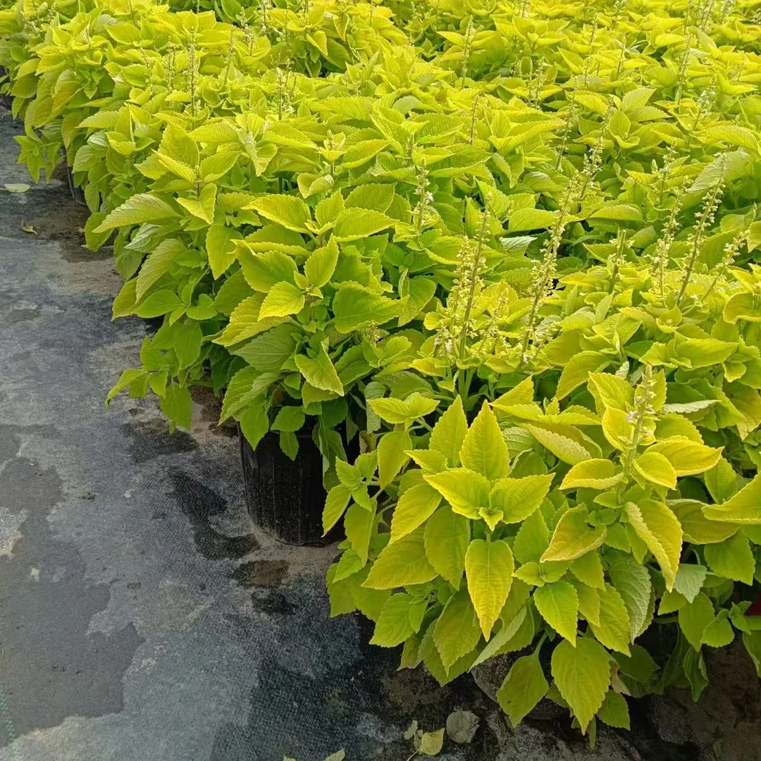 【绿叶彩叶草1加仑】盆栽花阳台室内庭院好养耐热植物五彩观叶绿植