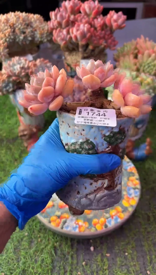 昆明印象多肉1744