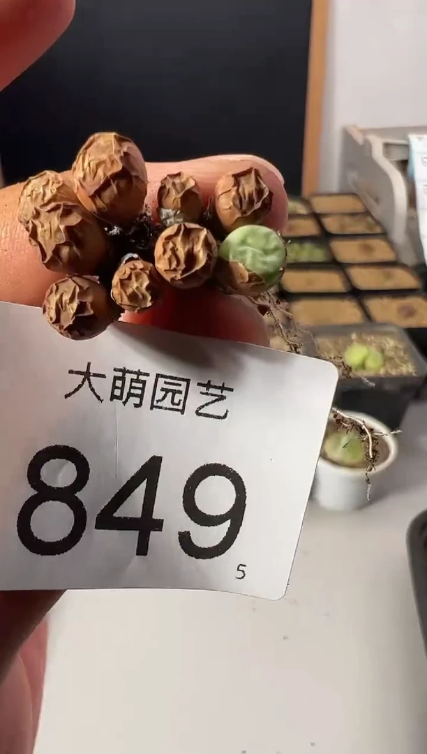 一物一拍          849