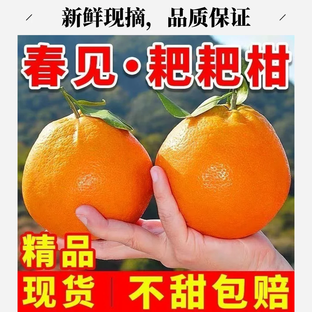 四川正宗春见耙耙柑橘子现摘现发新鲜当季水果皮薄肉厚柑橘整箱